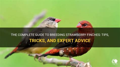 strawberry finch figgerits|Strawberry finch Figgerits Answer .